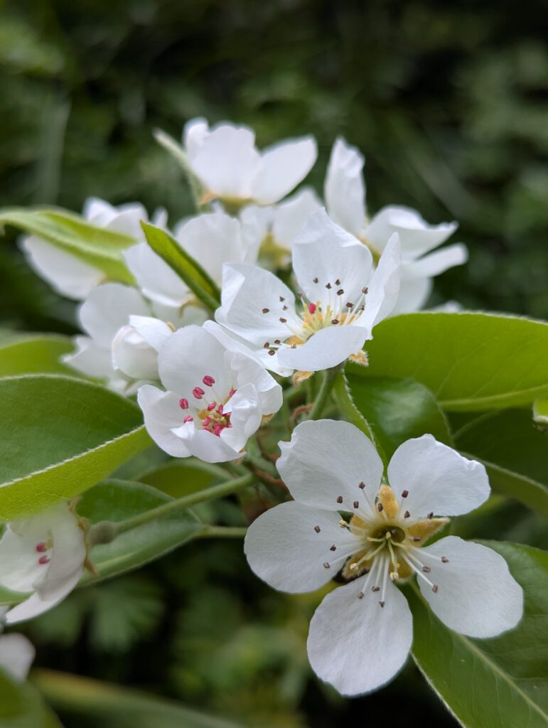 Gartenfreunde im Frühling